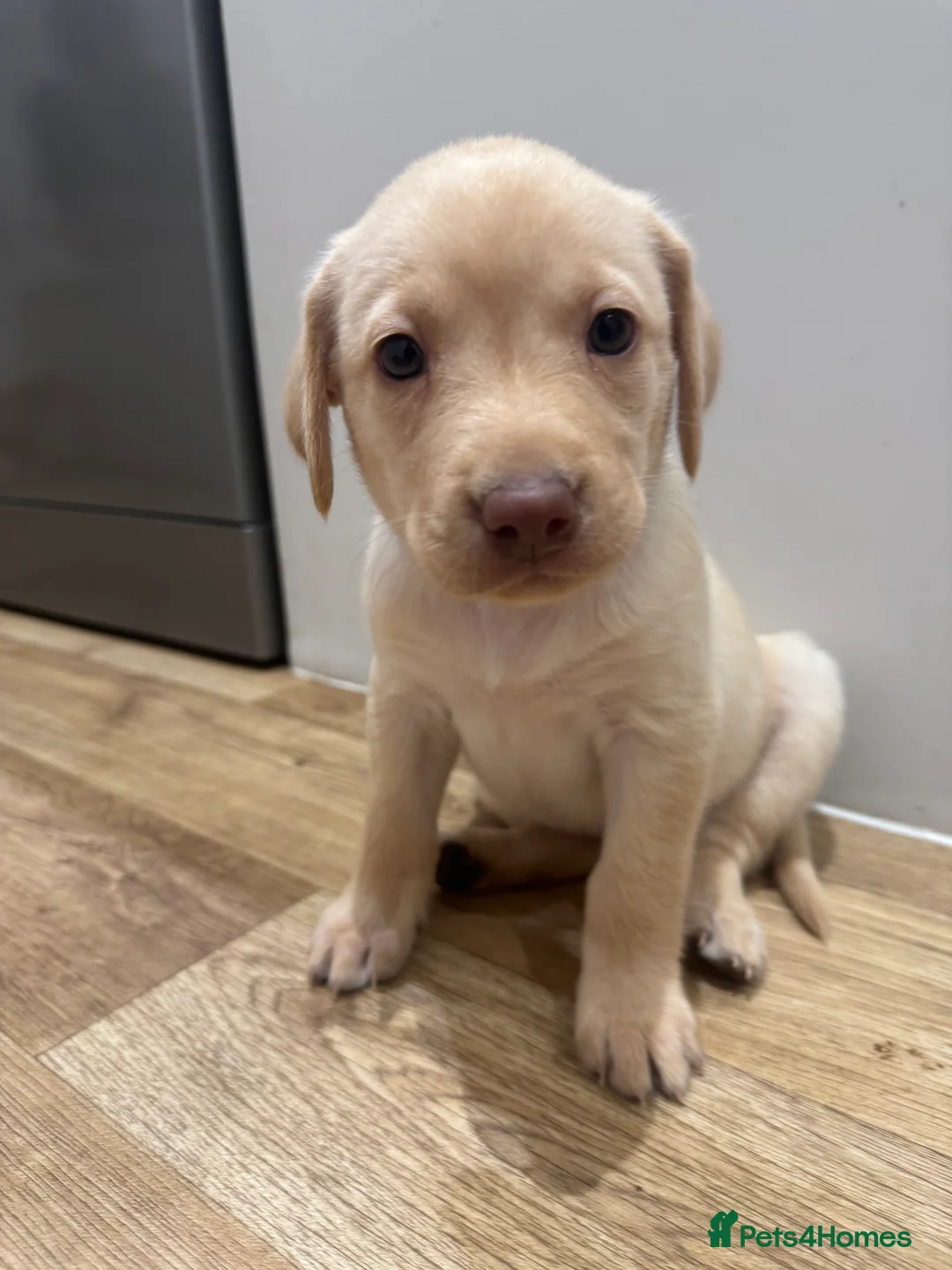 Labrador Retriever dogs for sale: Beautiful Chocolate and Yellow working Labradors  - Advert 11