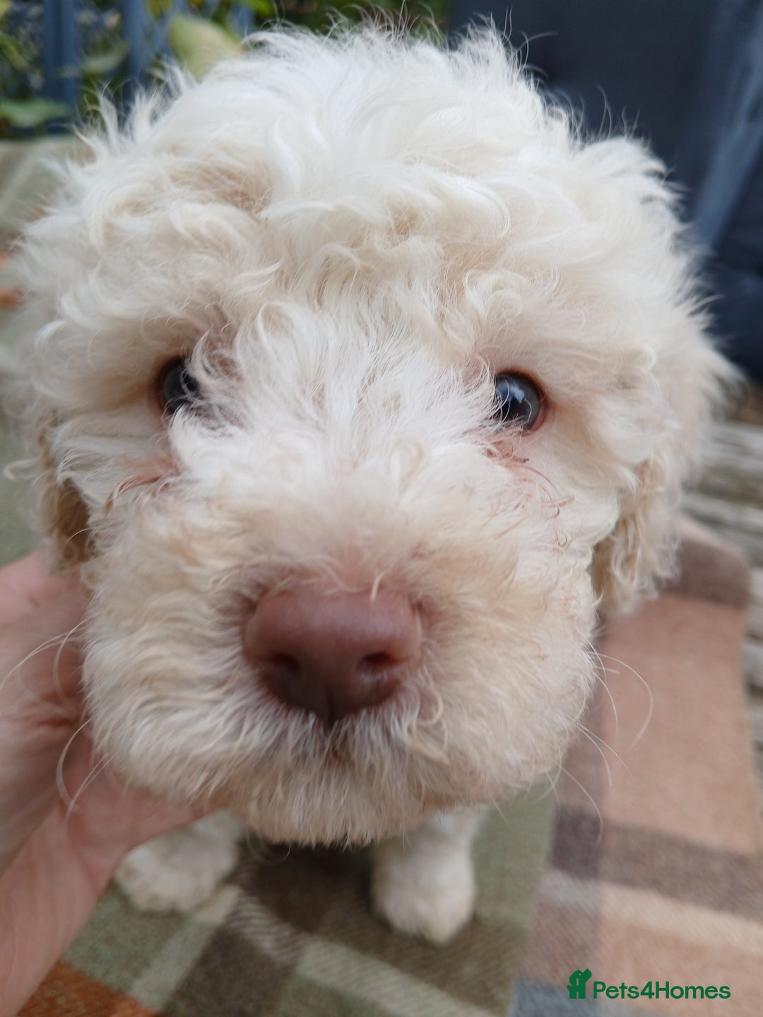 Lagotto Romagnolo dogs for sale: Pedigree Kennel Club Registered Lagotto Romagnolo - Image 3