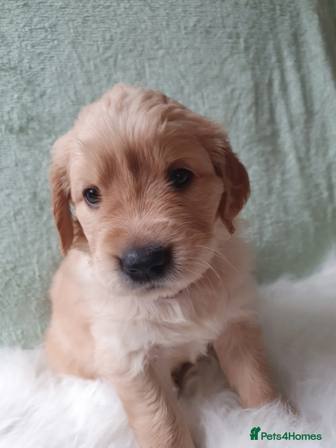 Golden Retriever dogs for sale: KC Registerd golden retriever puppies - Advert 6