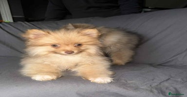 Pomeranian dogs - Advert 11