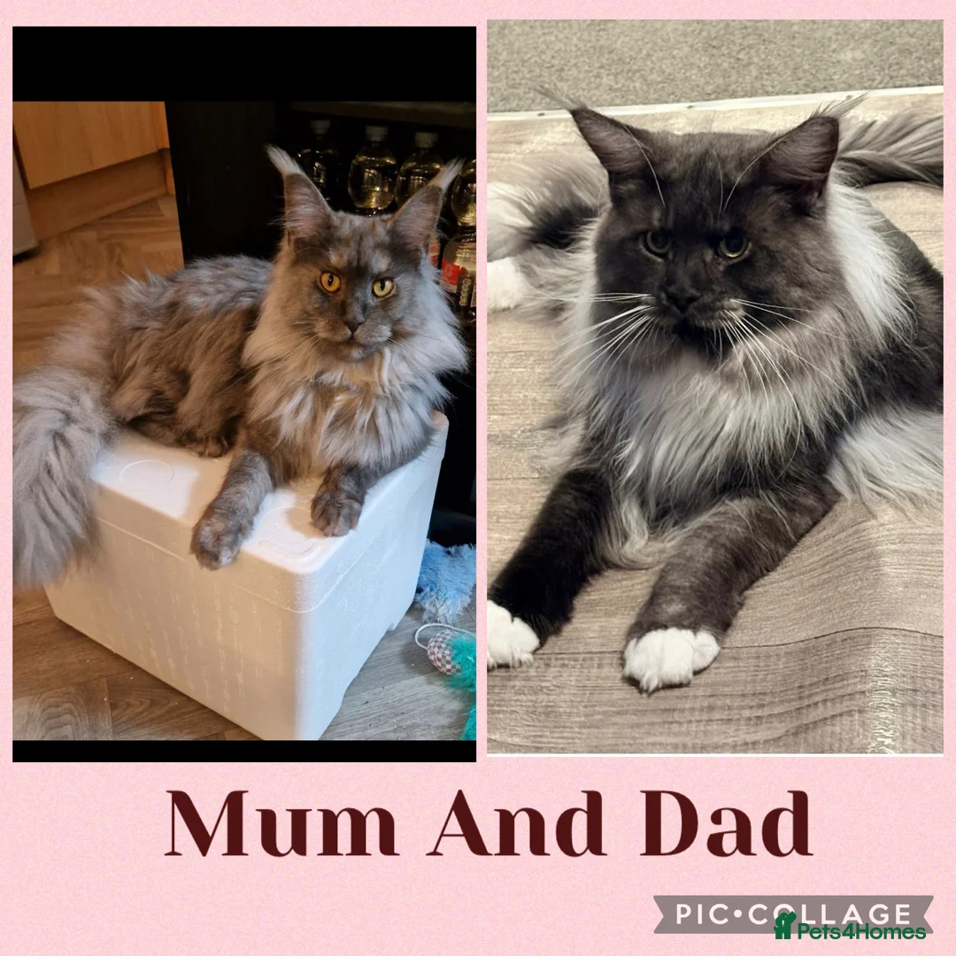 Maine Coon cats for sale: 6 stunning Maine coon kittens  - Advert 13