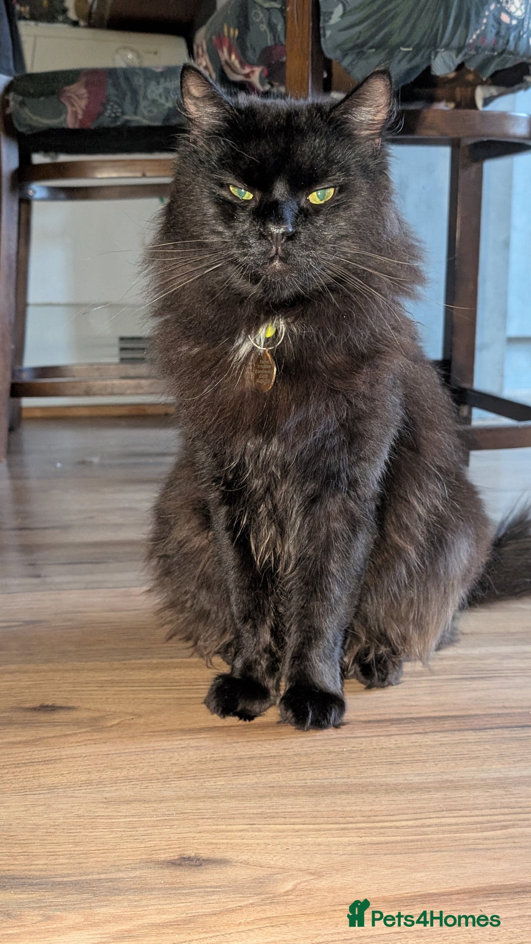 Maine Coon cats for sale: 3 Beautiful Maine coon kittens for sale  😍 - Advert 10