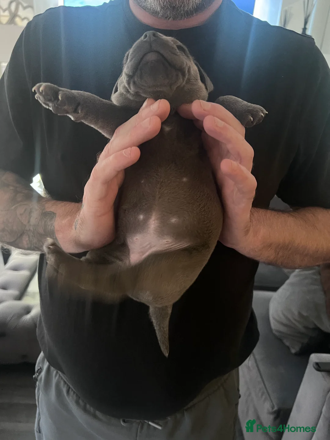 Staffordshire Bull Terrier dogs for sale: LAST BOY LEFT KC REGISTERED 5 STAR BLUE   - Advert 27