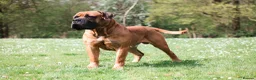 Boerboel dogs for sale: Topguard Kennels 2026 waitlist now open! - Advert 14