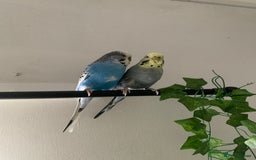 Budgerigars birds for sale: 2 Budgies with Medium Cage & Accessories  - Image 2