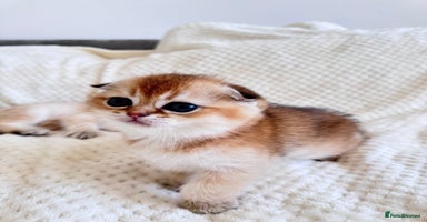 Scottish Fold cats - Advert 2
