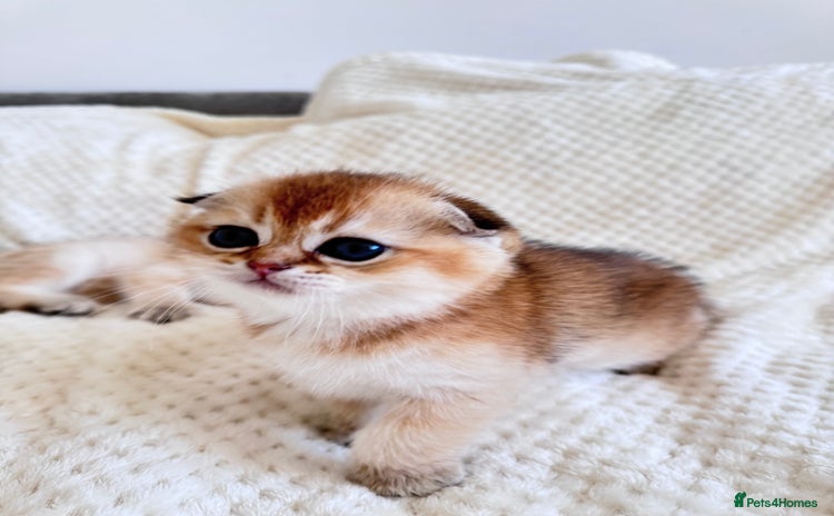 Scottish Fold cats - Advert 2