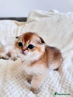 Scottish Fold cats - Advert 2