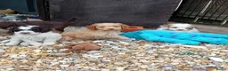Cockapoo dogs for sale: Beautiful cockerpoos in Chichester - Advert 16