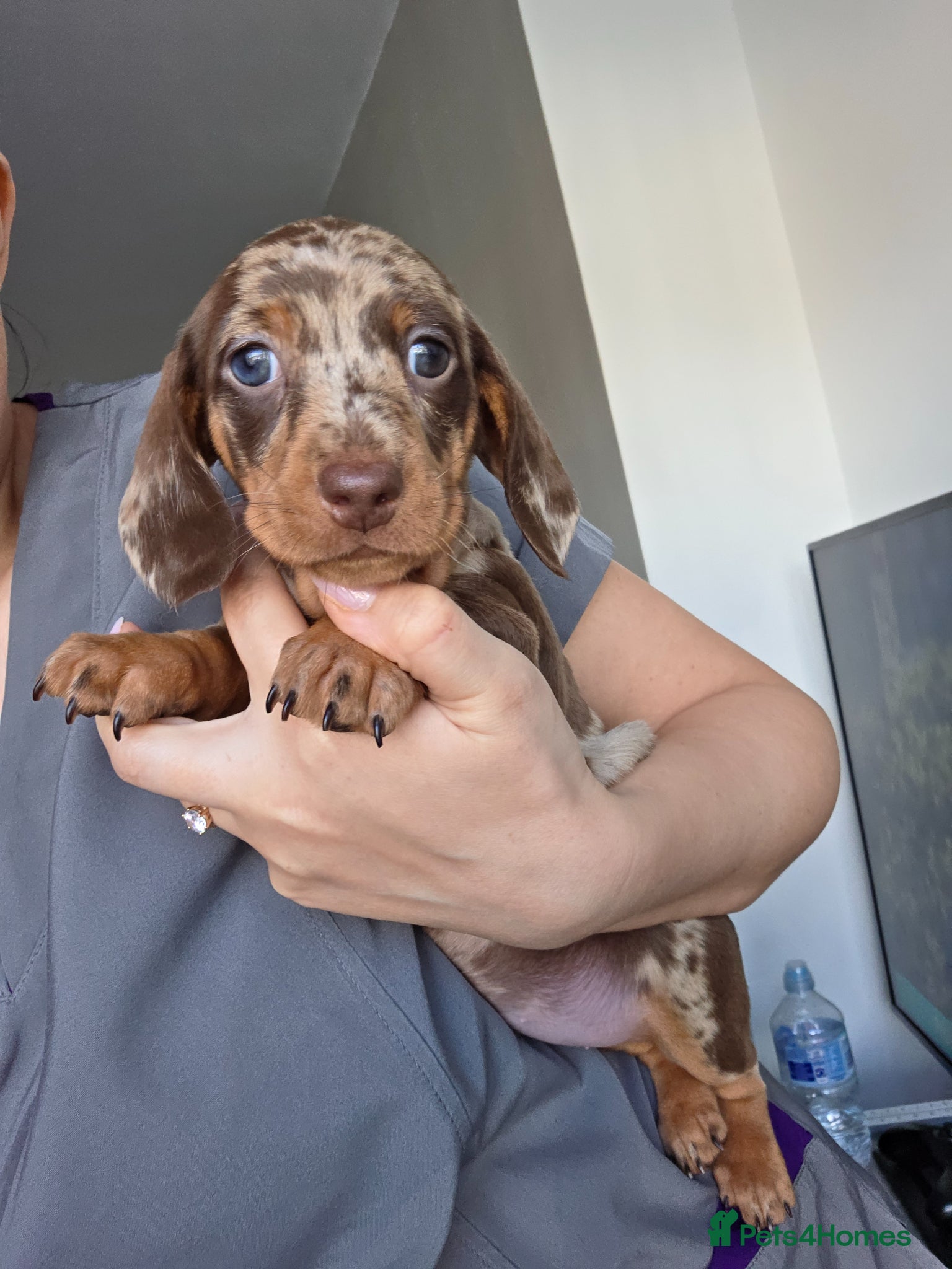 Miniature Dachshund dogs Kc Miniature Dachshunds ❤️ - Advert 1