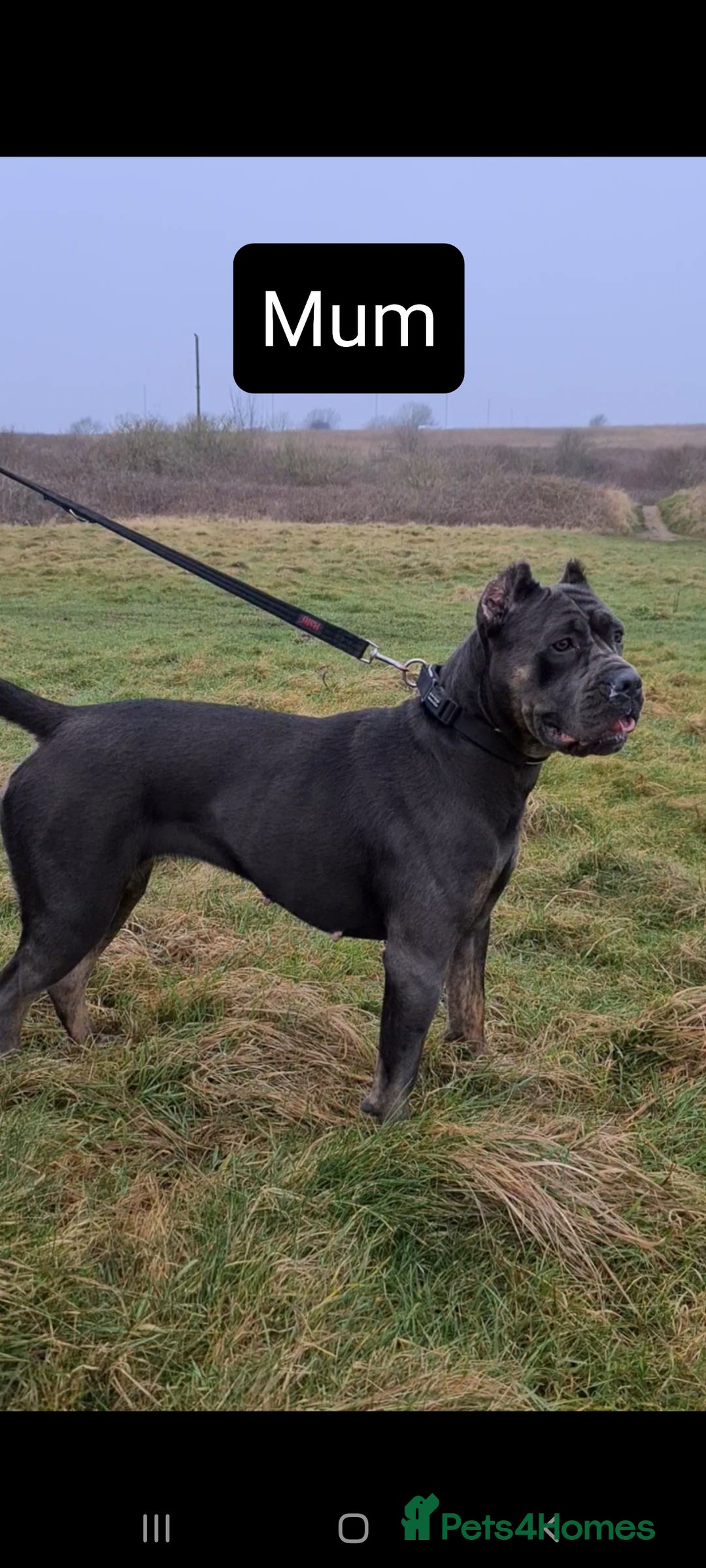 Cane Corso dogs for sale: WORLD CLASS CANE CORSO PUPPIES! 2 Males 4 Females. - Advert 2