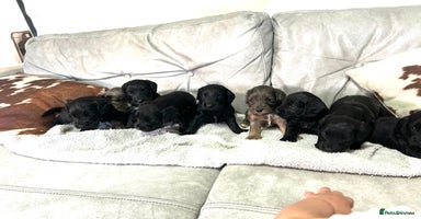 Cockapoo dogs - Advert 8