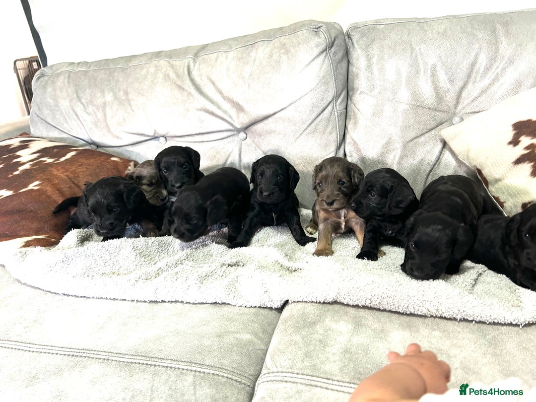 Cockapoo dogs for sale: Beautiful cockapoos  - Image 3