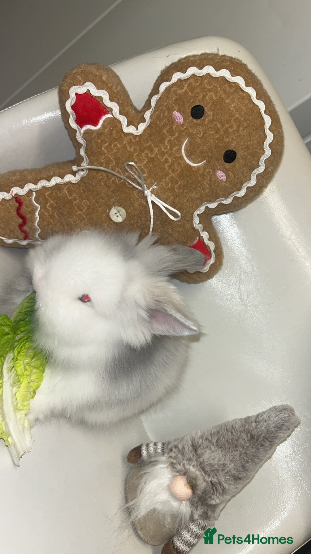 Lionhead rabbits for sale: Double maned lion heads  - Advert 2