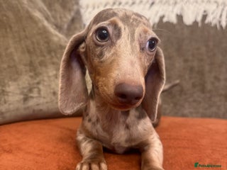 Miniature Dachshund dogs Miniature smooth haired dachshunds ready now - Advert 10