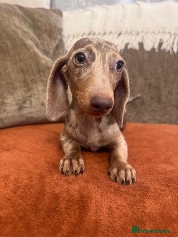 Miniature Dachshund dogs - Advert 4