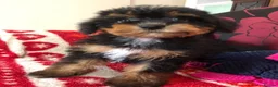 Mixed Breed dogs for sale: shihtzu/westie x toy poodle puppies for sale  - Advert 27