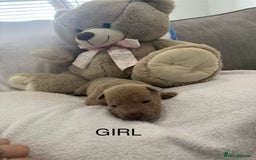 Shar Pei dogs for sale: 🔥 BEAUTIFUL SHARPEI PUPS 🔥  - Image 6