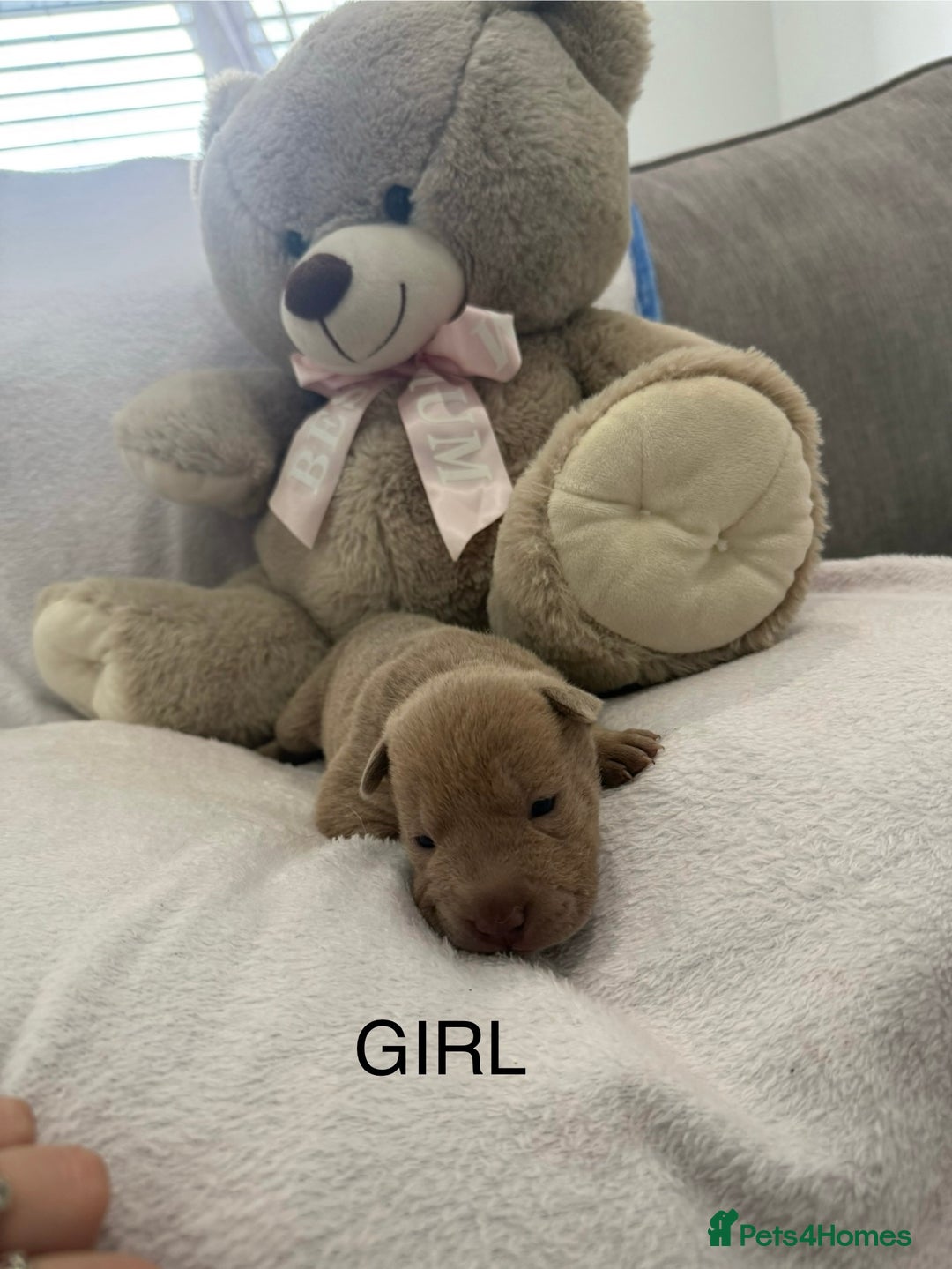 Shar Pei dogs for sale: 🔥 BEAUTIFUL SHARPEI PUPS 🔥  - Image 6