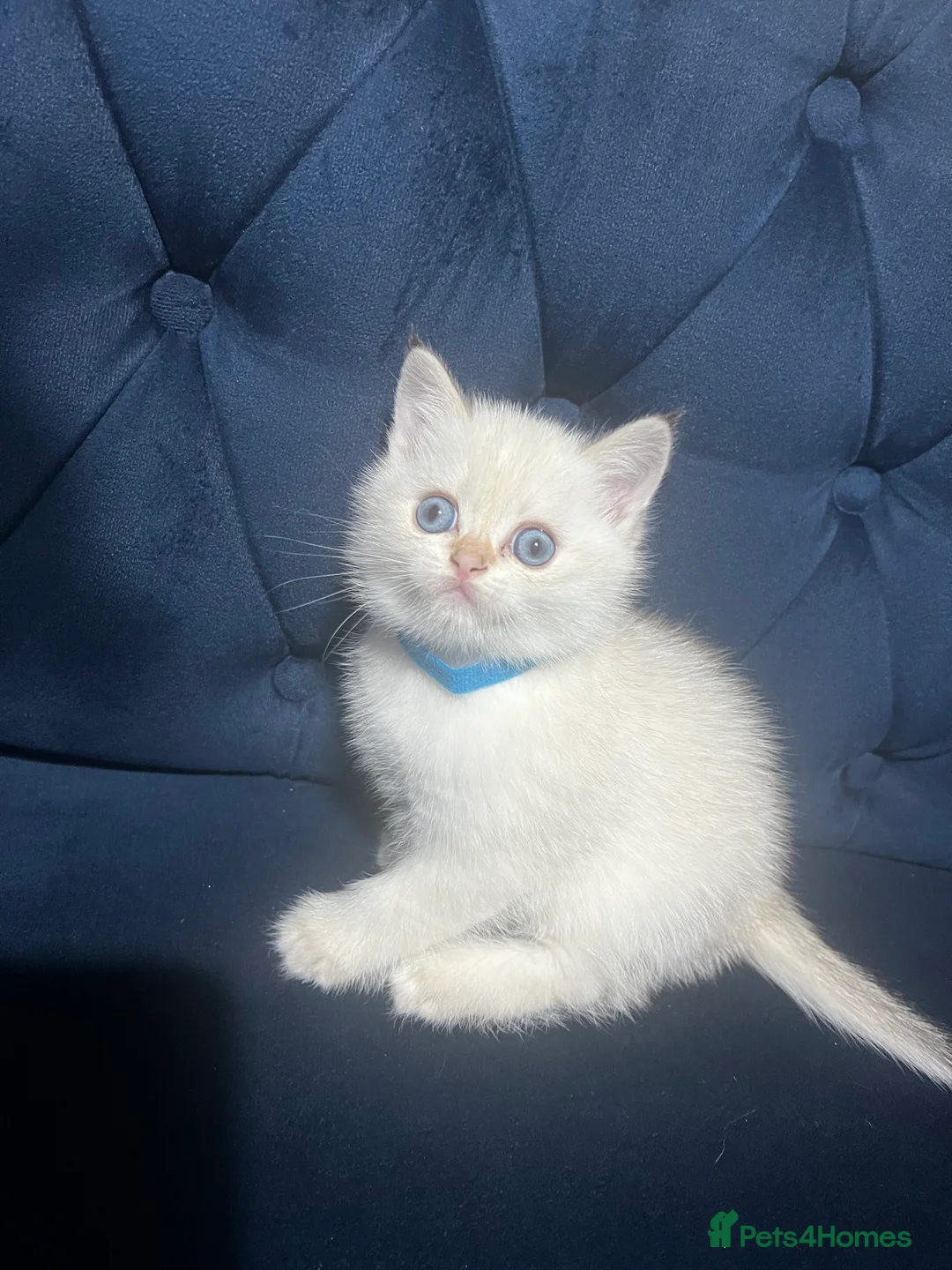 British Shorthair cats for sale: British shorthair type kittens - Advert 7