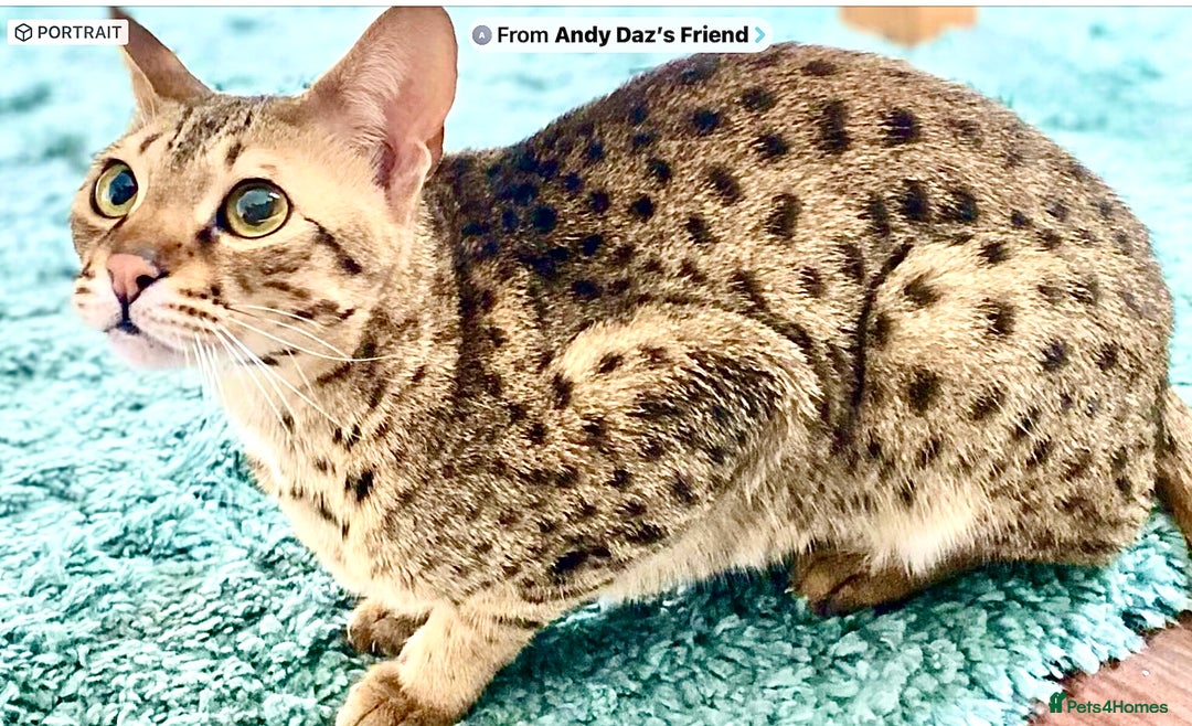Savannah cats for sale: F3 girls  - Image 9