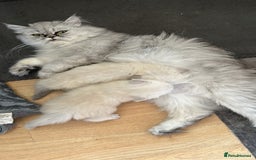 Persian cats for sale: 2 beautiful  persian pedigree chinchilla kittens - Image 2