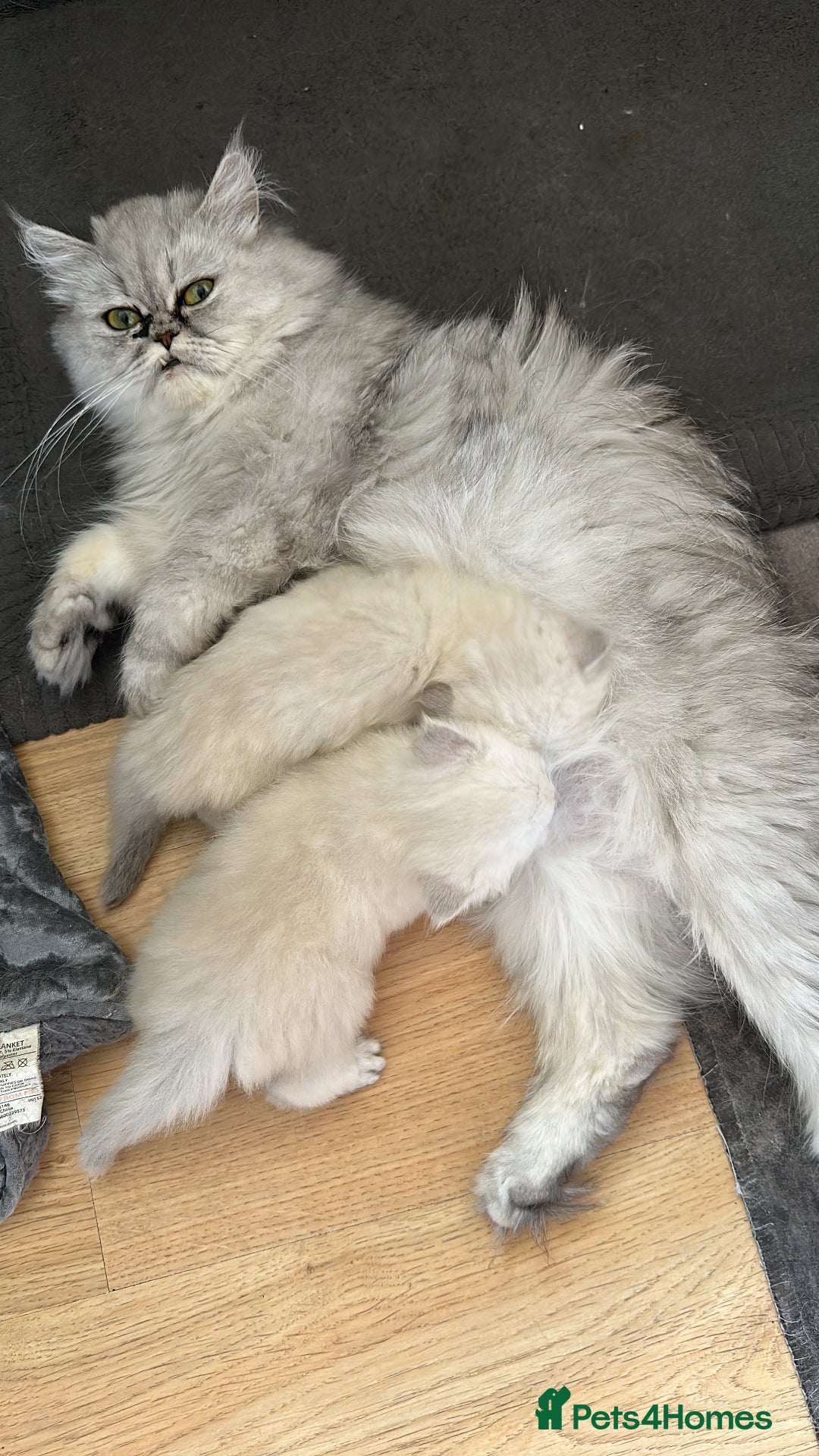 Persian cats for sale: 2 beautiful  persian pedigree chinchilla kittens - Image 2