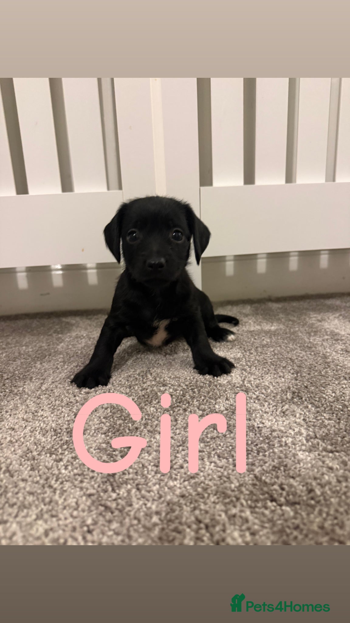 Mixed Breed dogs Miniature Dachshund cross puppies  - Advert 2