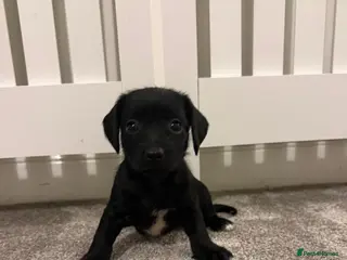 Mixed Breed dogs Miniature Dachshund cross puppies - Advert 4