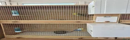 Budgerigars birds for sale: Breeding cages with budgies in Plymouth - Advert 9