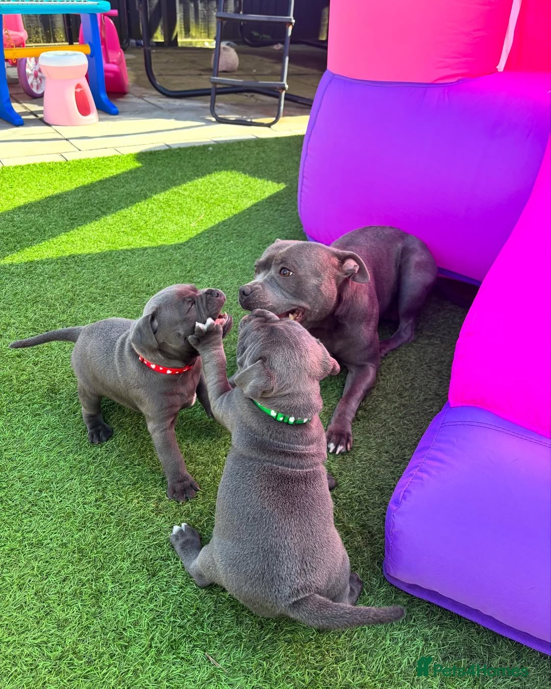 Staffordshire Bull Terrier dogs for sale: 🔥🇬🇧Staffy puppies  - Image 9
