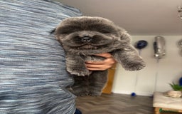 Chow Chow dogs for sale: Beautiful blue chow chow litter 💙 - Image 7