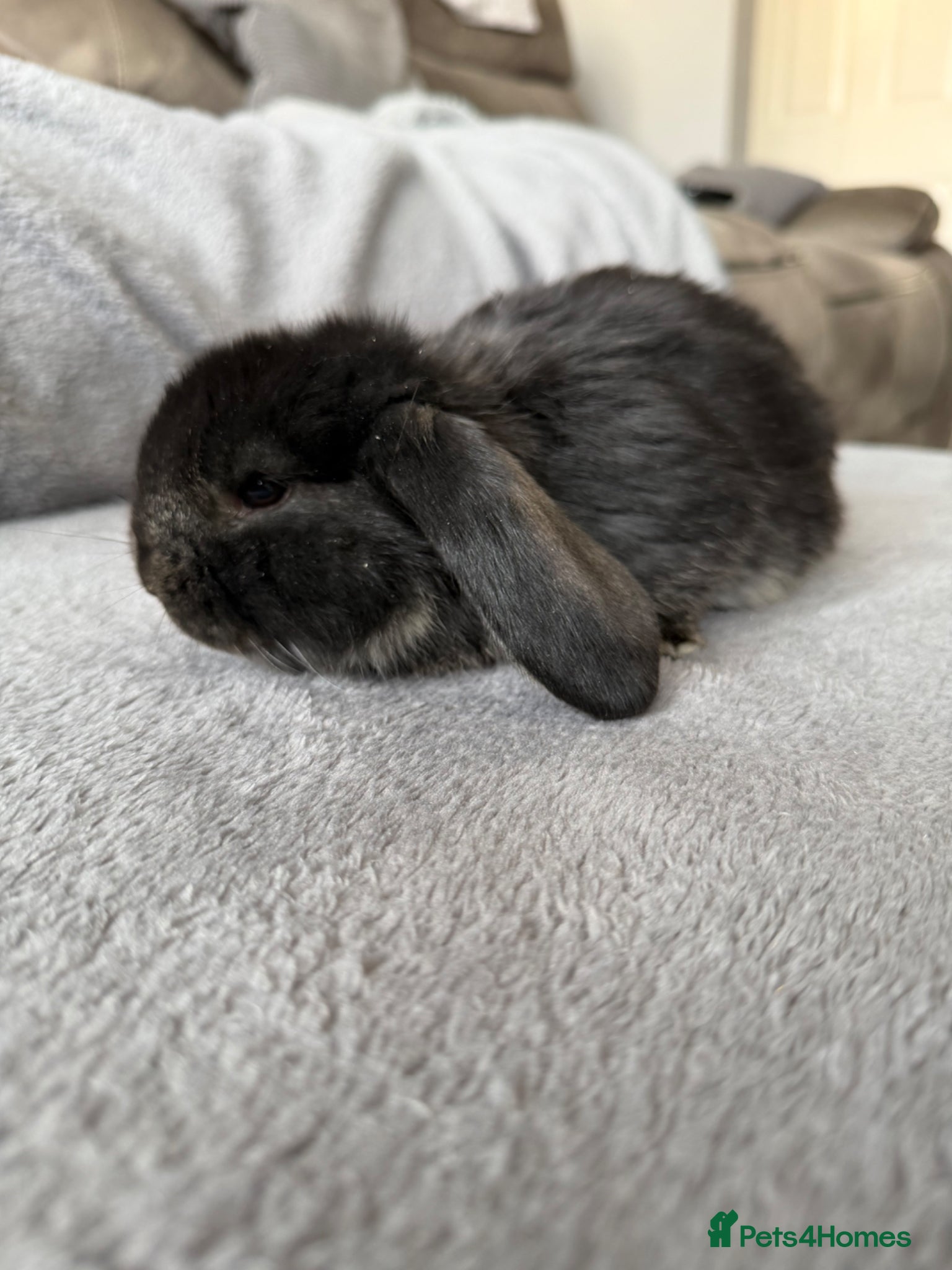 French Lop rabbits French lops  - Advert 8