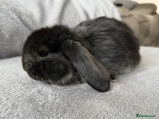 French Lop rabbits French lops - Advert 8