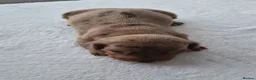 Dachshund dogs for sale: Miniature dachshunds smooth haired puppies - Advert 11