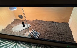 Tortoise reptiles for sale: Male Horsefield tortoise  - Image 7