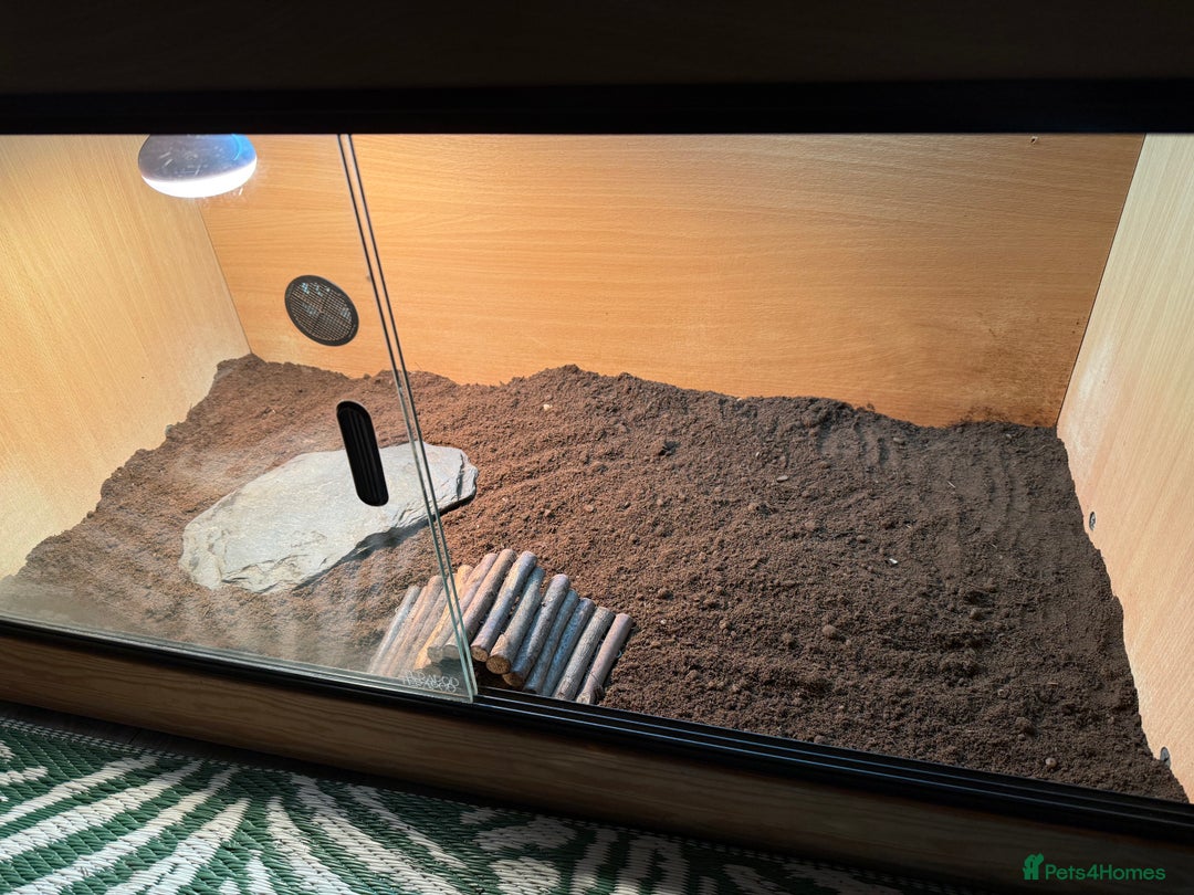 Tortoise reptiles for sale: Male Horsefield tortoise  - Image 7