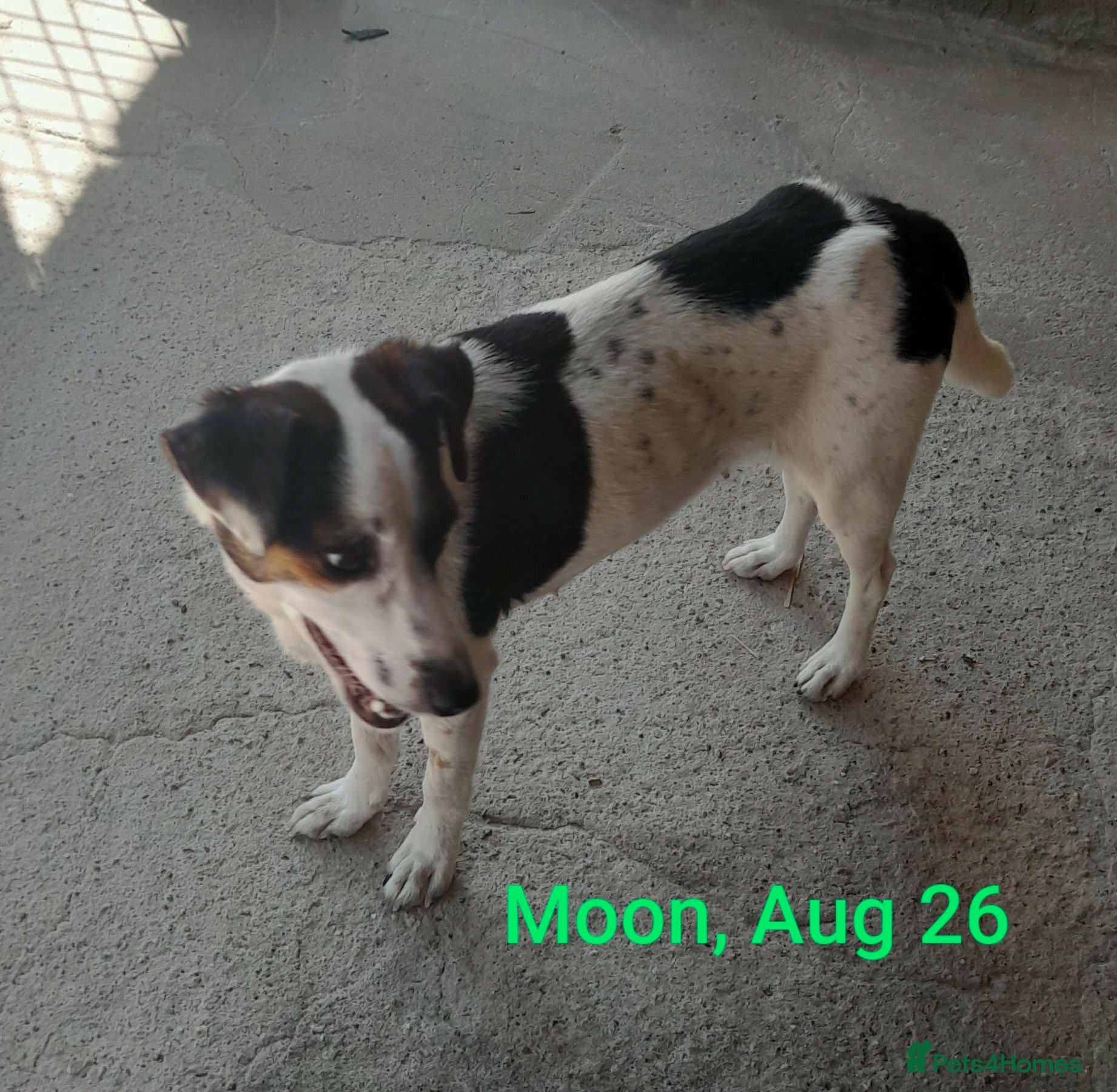 Mixed Breed dogs Moon, 1.5 yrs approx. Available for adoption. - Advert 1