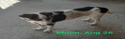 Mixed Breed dogs for adoption: Moon, 1.5 yrs approx. Available for adoption. - Advert 1
