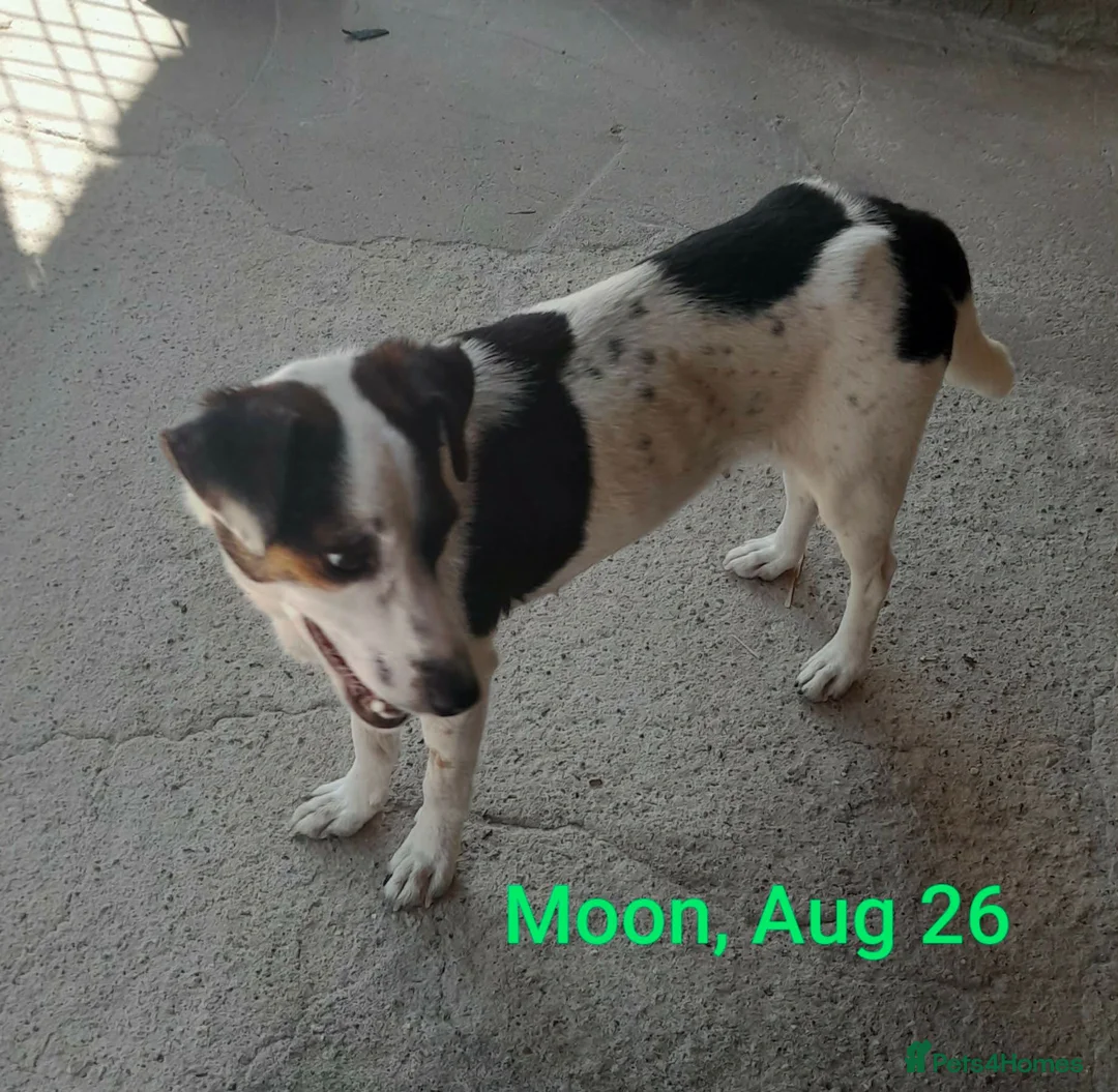Mixed Breed dogs for adoption: Moon, 1.5 yrs approx. Available for adoption. - Advert 1