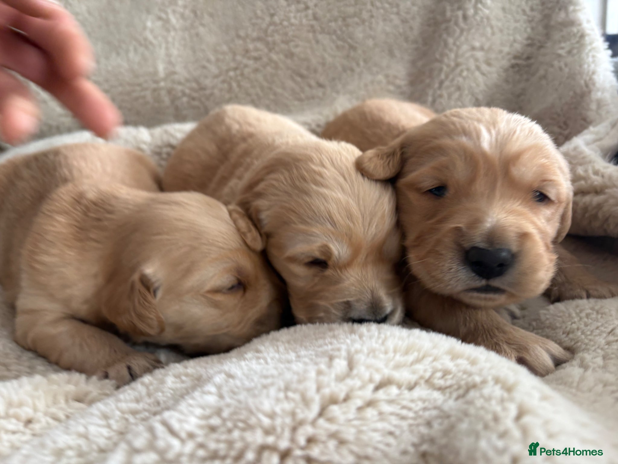 Golden Retriever dogs Dark golden retriever puppies kc reg - Advert 6