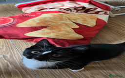 Mixed Breed cats for sale: 6 months old kitten  - Advert 2