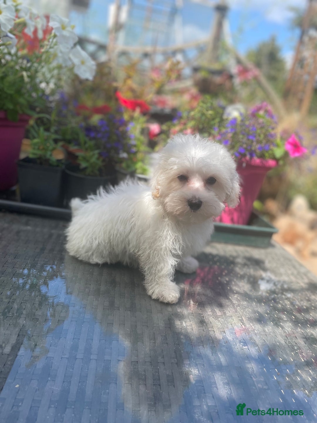 Maltipoo dogs for sale: RESERVED  Absolutely Stunning  Maltipoo GIRL - Image 4