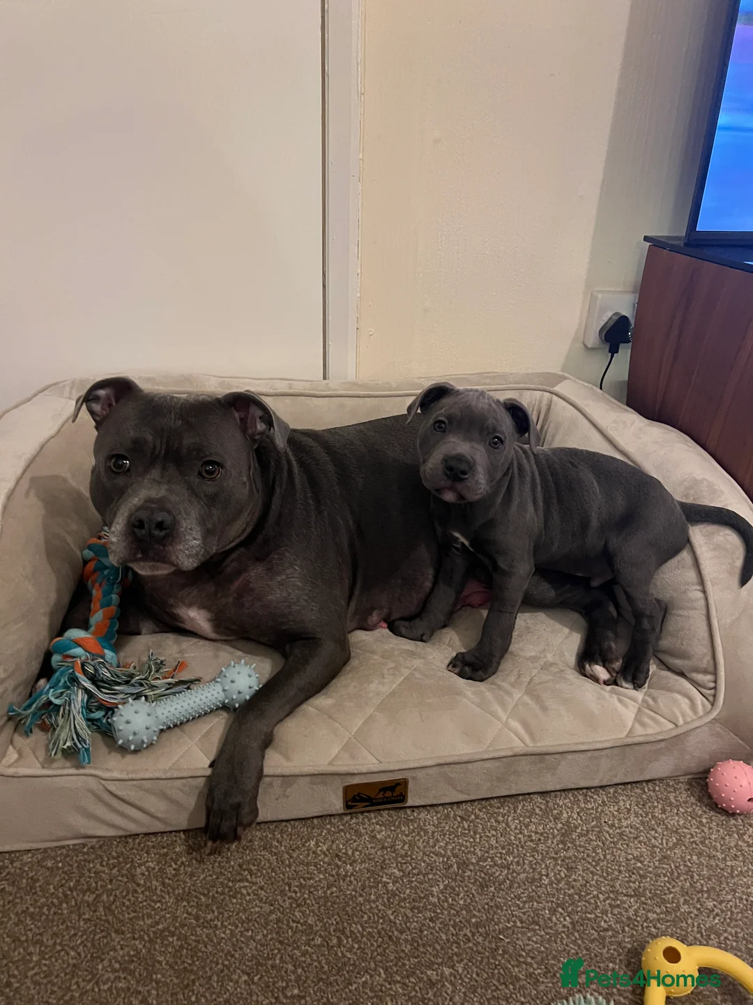 Staffordshire Bull Terrier dogs for sale: ONE GORGEOUS PURE BLUE BOY AVAILABLE  - Advert 2