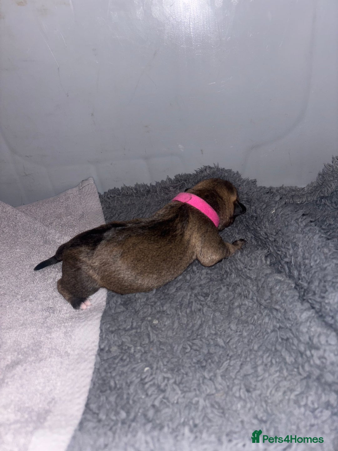 Mixed Breed dogs for sale: Brindle staff X Rottweiler puppy’s  - Advert 6