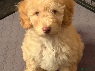 Cockapoo dogs Gorgeous Blue Eyed Cockapoo Puppy - Advert 3