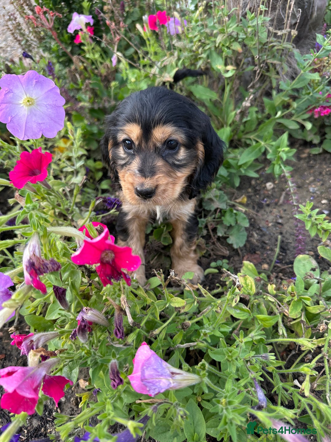 Cocker Spaniel dogs for sale: 5 adorable cockspaniel puppies for sale  - Image 6