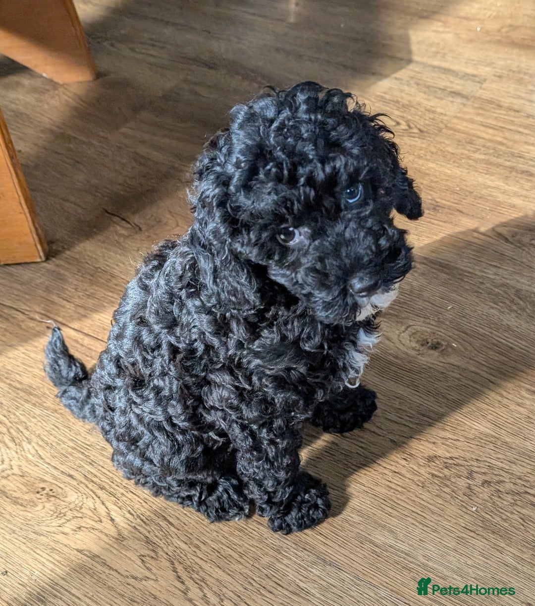 Miniature Poodle dogs for sale: KC registered health tested miniature poodle - Image 6