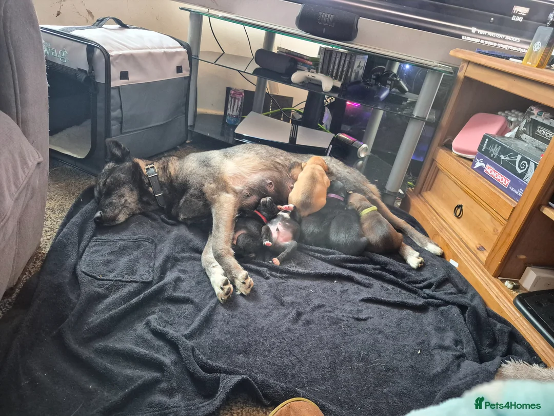 Mixed Breed dogs for sale: 2 loving puppies left - Advert 1