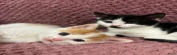 Ragdoll cats for sale: Gorgeous ragdoll cross kittens  - Advert 11